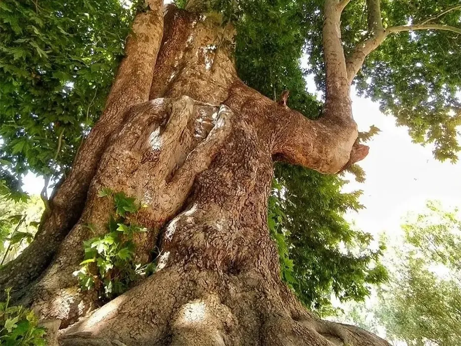 درخت رحمت