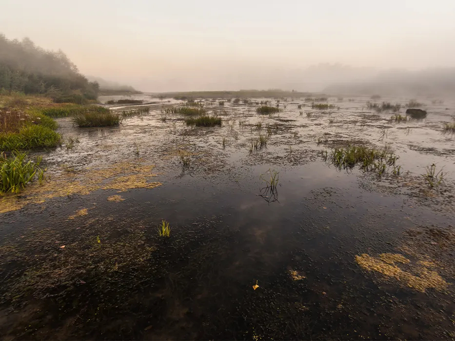 مرداب مانچاک