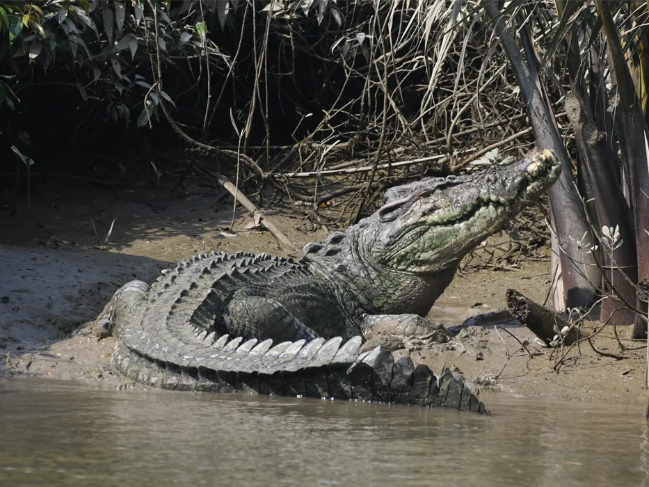 جزیره رامری