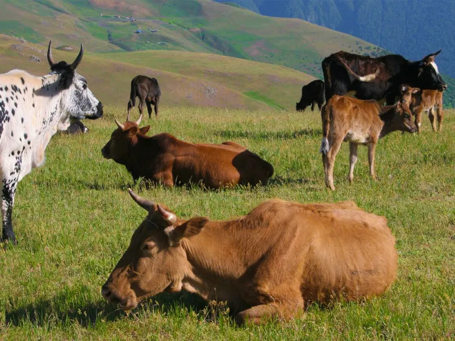 ییلاق شکردشت