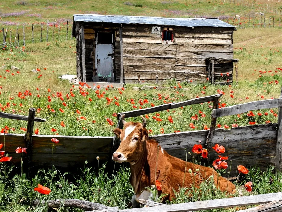 ییلاق شکردشت