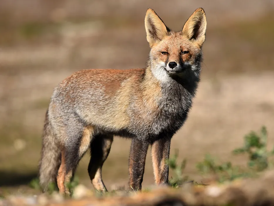 دریاچه گل پل