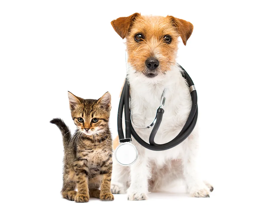 پت شاپ های جزیره قشم