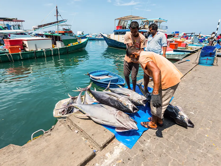 بازار ماهی ماله