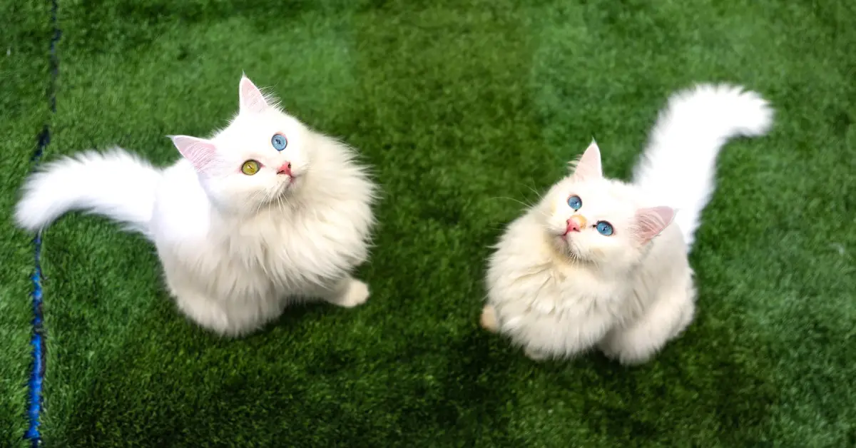 جشنواره گربه وان