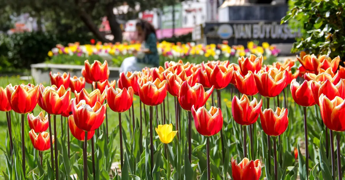 جشنواره گل زنبق وان