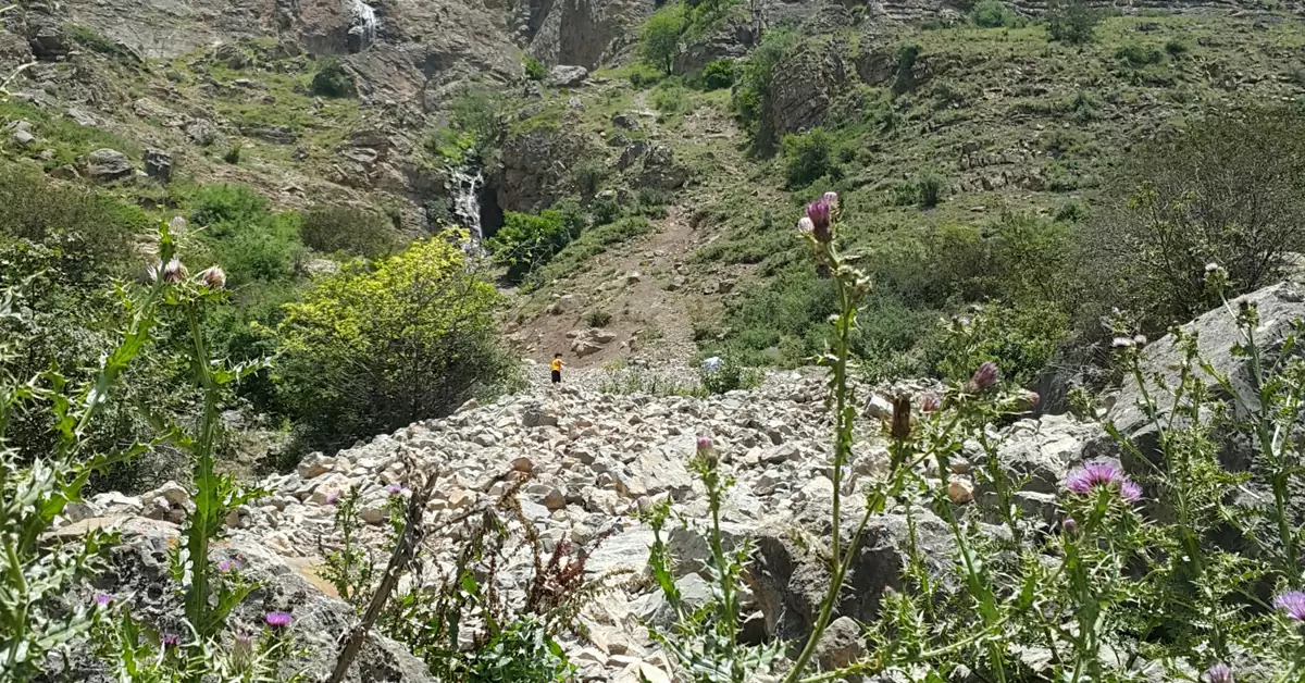 گیاهان و گل‌های وحشی اطراف آبشار هریجان