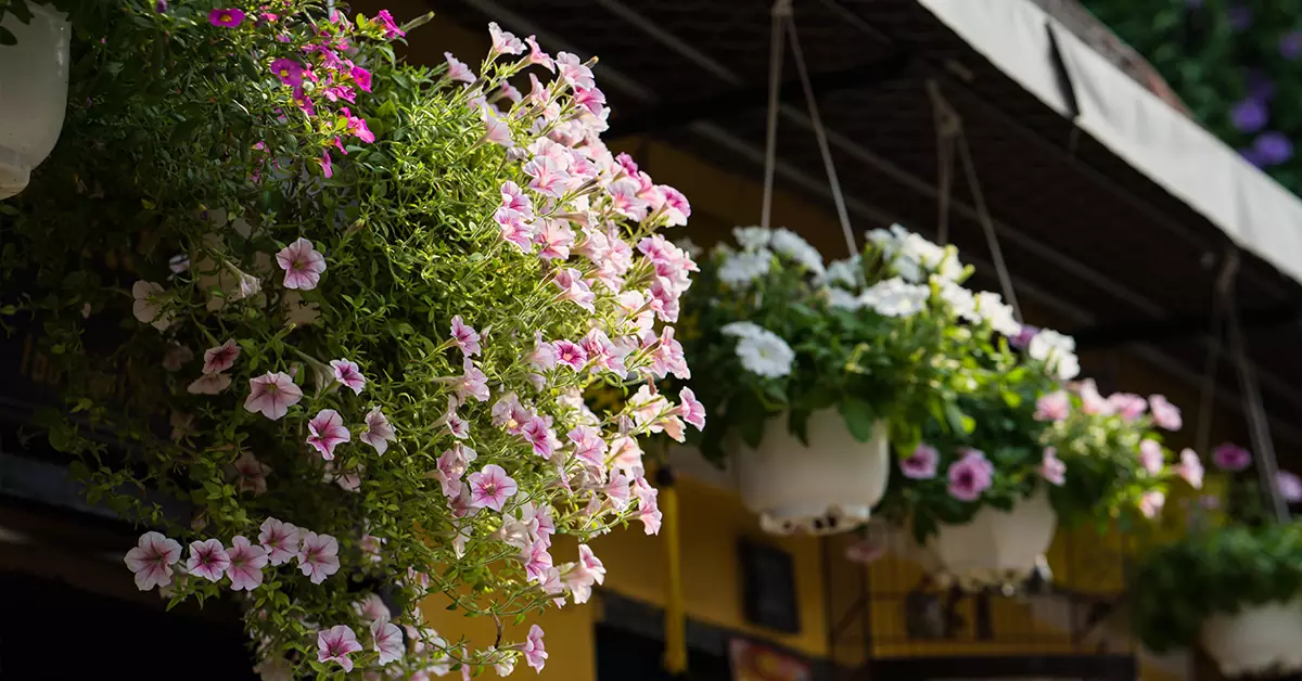 باغ رستوران های معروف رشت