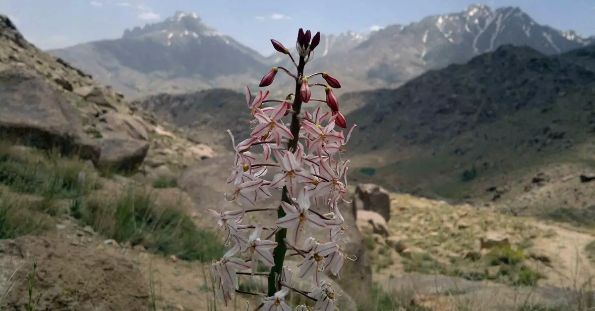 تنوع گیاهان کوهستانی در منطقه شیرکوه یزد