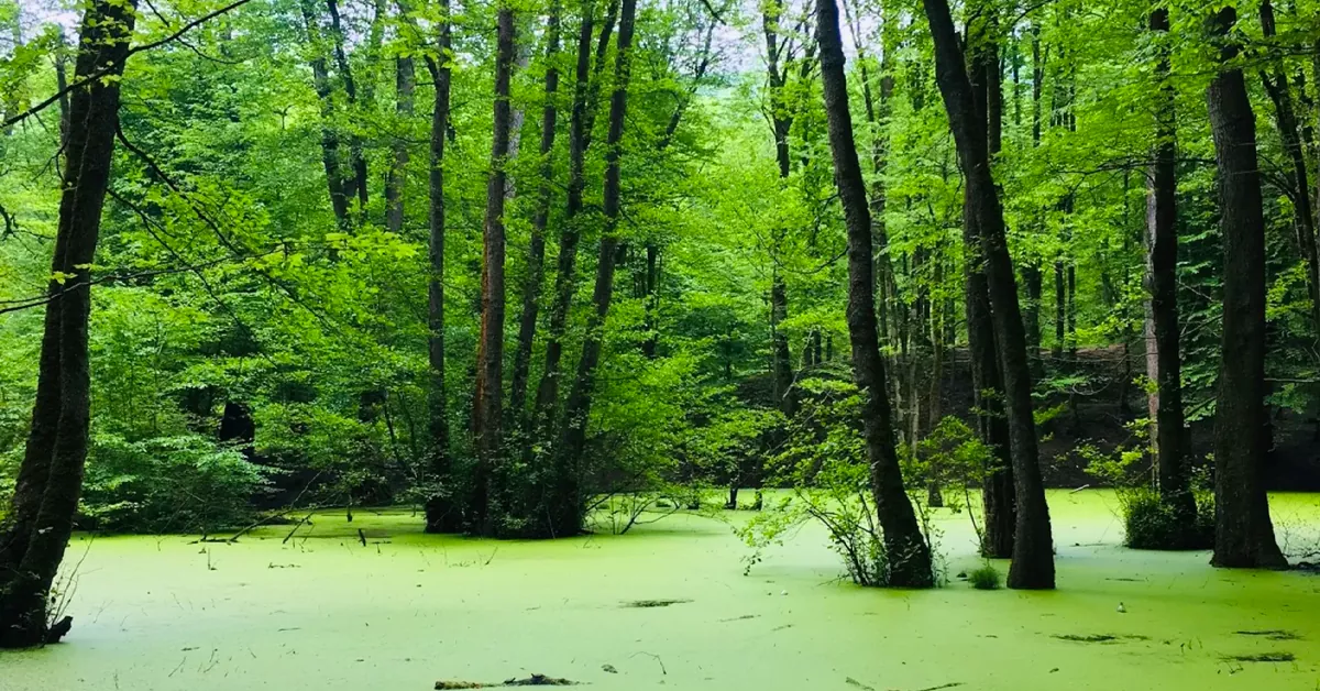 مرداب وربن چالوس