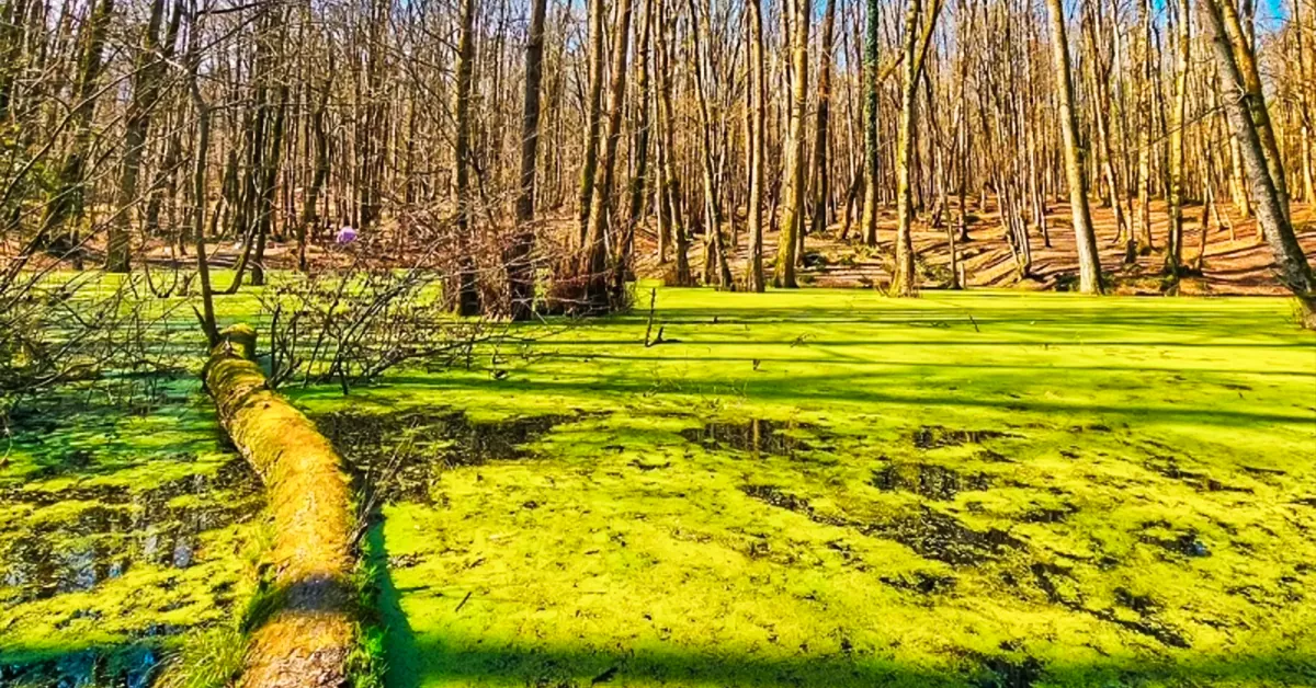 مرداب وربن چالوس