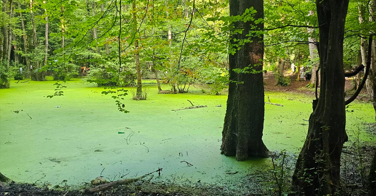 مرداب وربن چالوس