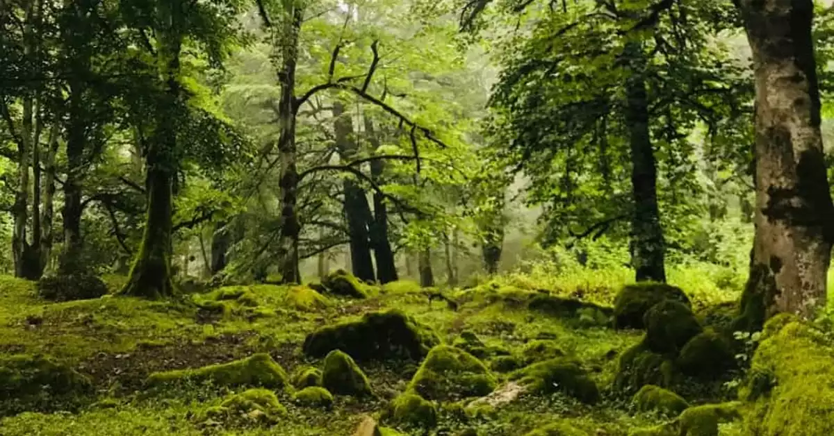 گل‌های وحشی و پوشش گیاهی خاص در طبیعت وارنگه‌رود