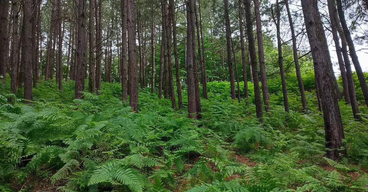 جنگلهای سرسبز و طبیعت بکر بیبی یانلو در آستارا