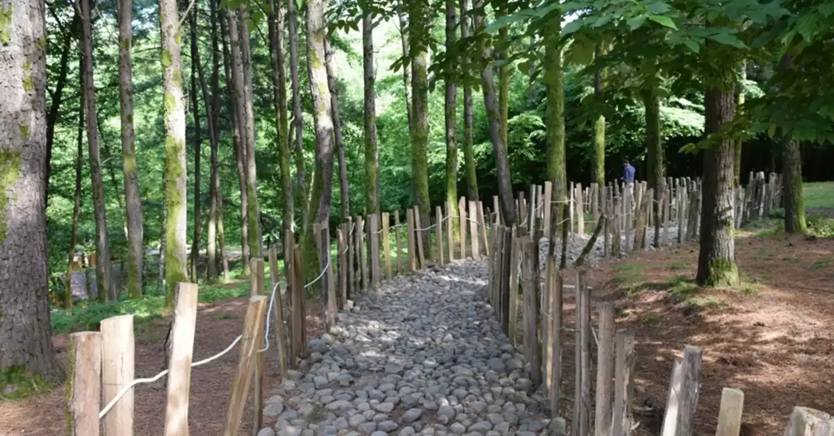 مسیر پیادهروی میان درختان انبوه پارک بیبی یانلو