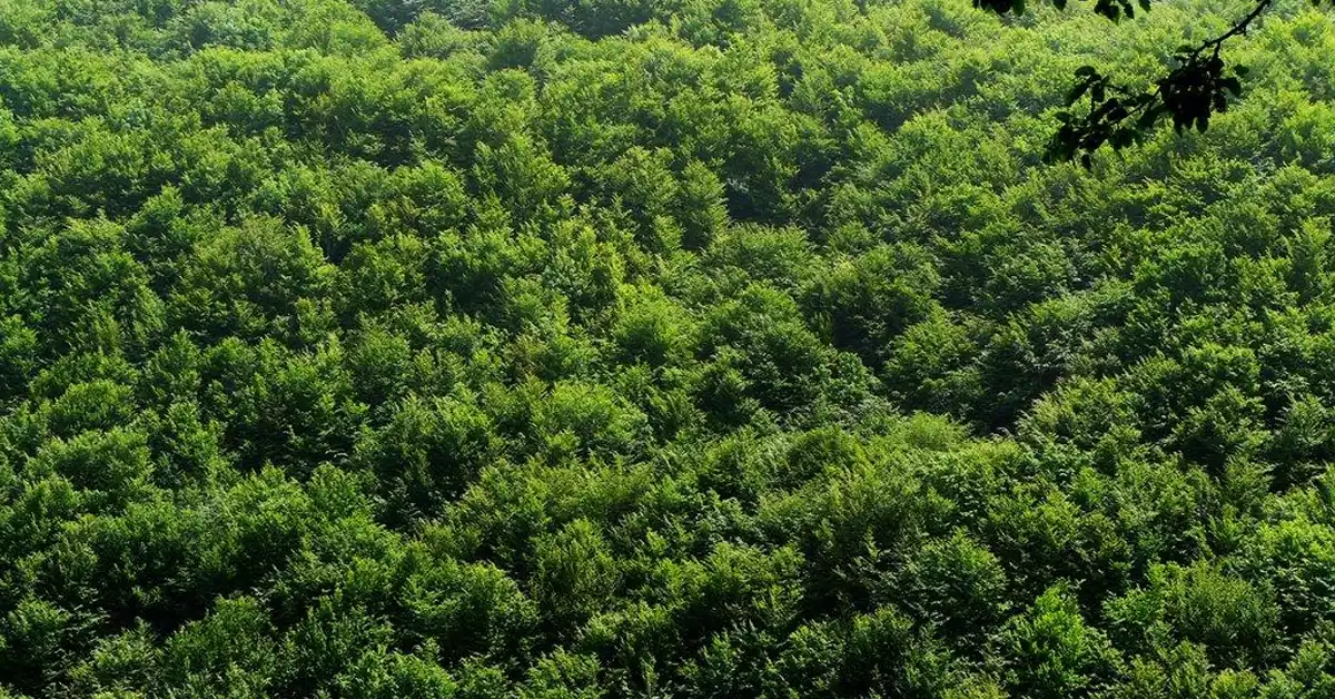 نمای هوایی پارک جنگلی بیبی یانلو آستارا