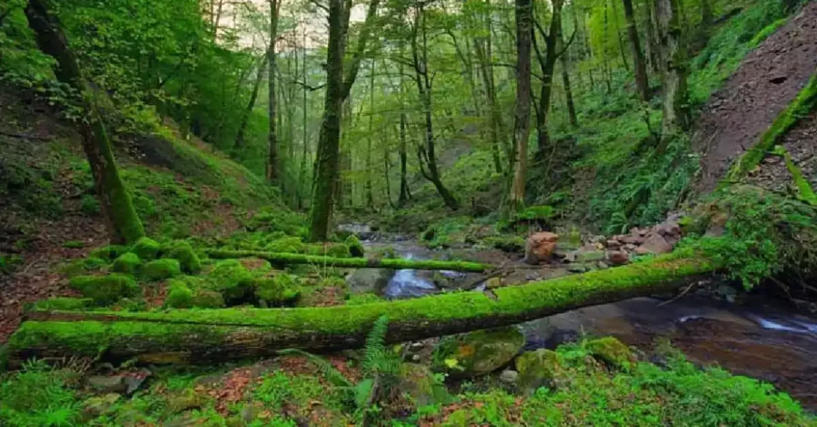 جنگل بی‌بی یانلو