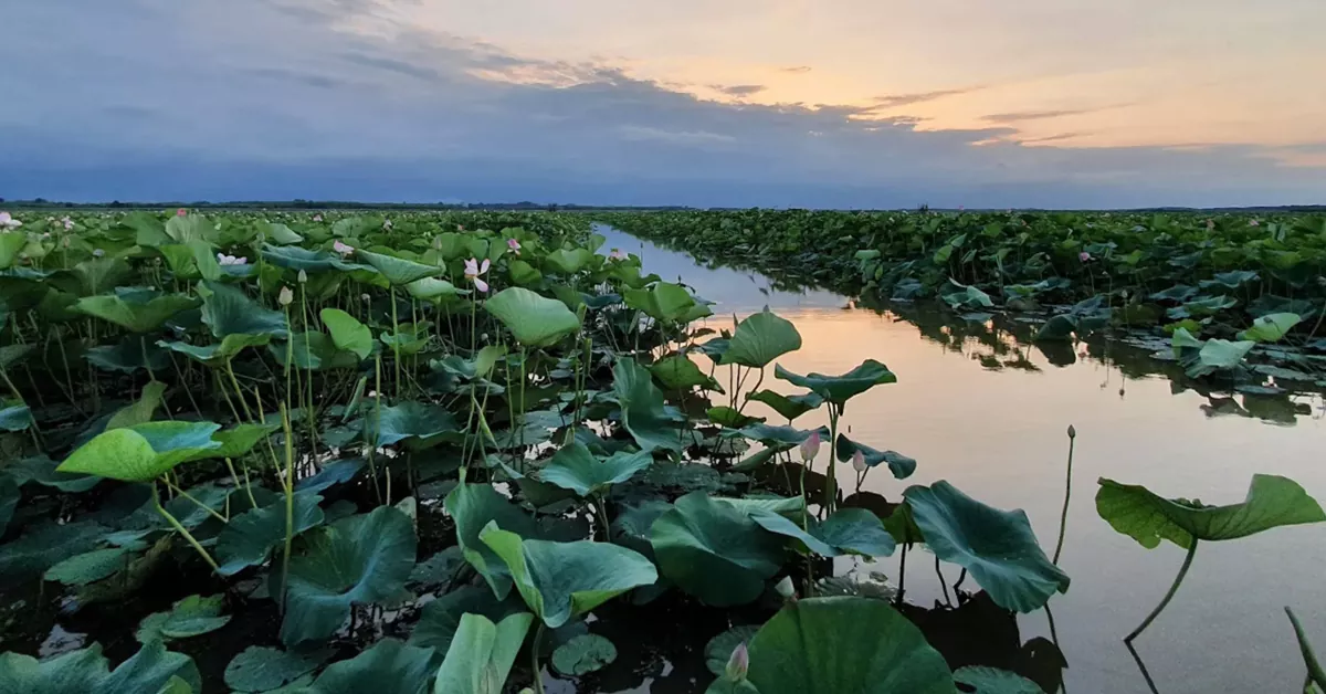 تالاب انزلی