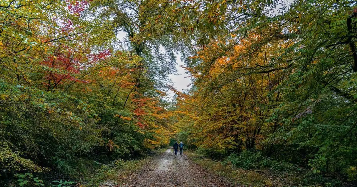 مسیر جنگلی خلوت و بکر در جنگل رزکه آمل