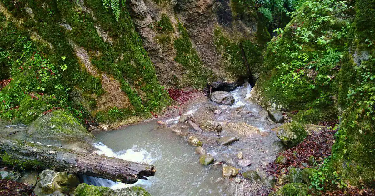تصویر پوشش گیاهی متنوع جنگل رزکه در مازندران