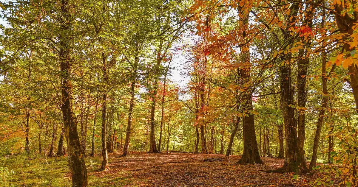 چشم‌انداز طبیعی جنگل رزکه با نور صبحگاهی