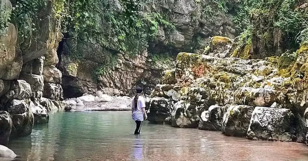نمای وسیع جنگل رزکه آمل از زاویه بالا
