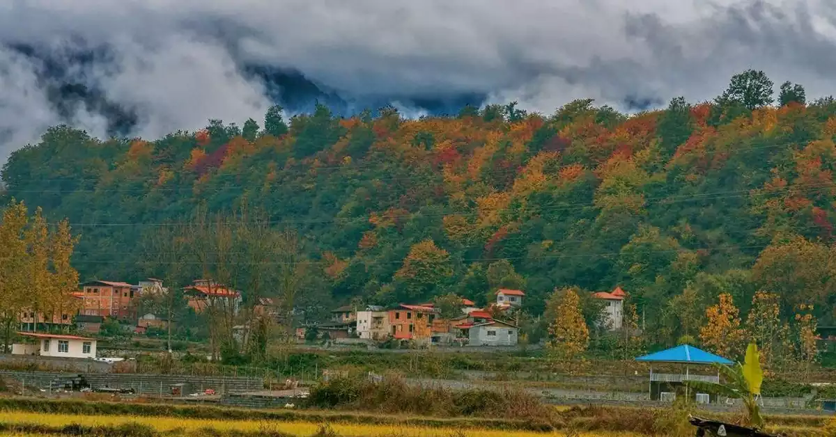 نمای جنگل رزکه آمل در فصل پاییز با برگ‌های رنگارنگ