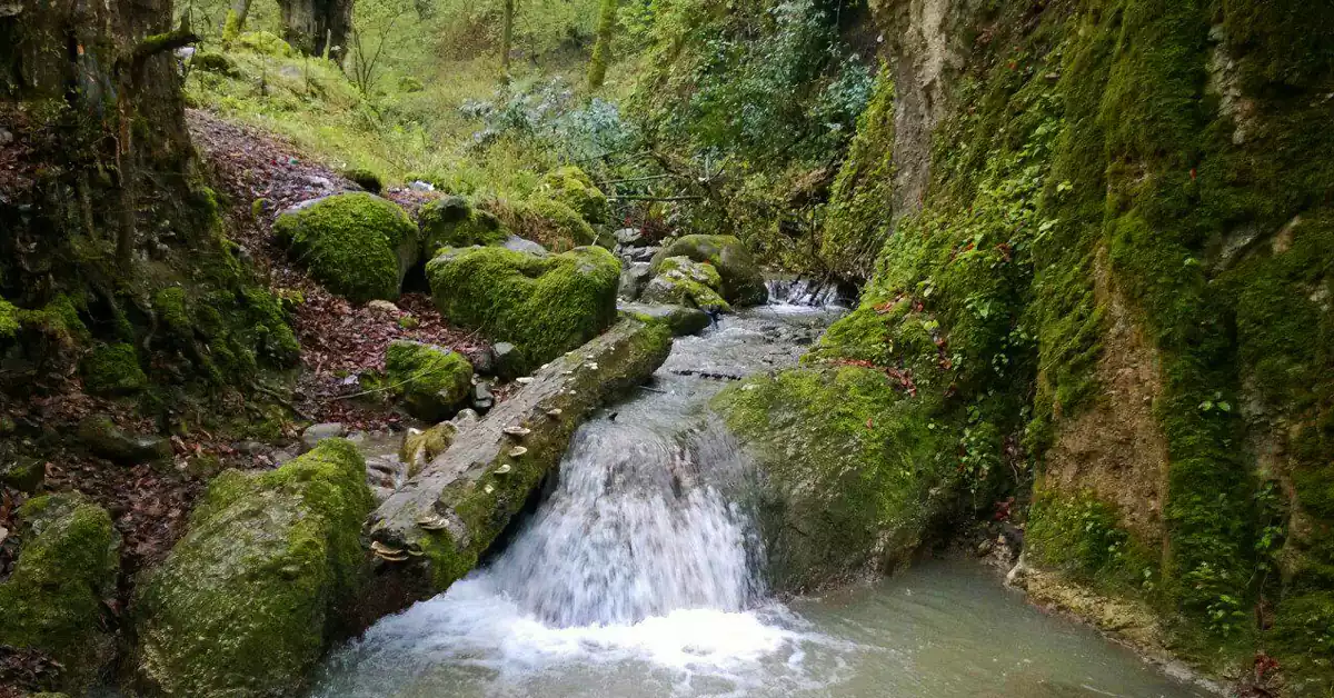 عکس رودخانه کوچک در میان جنگل رزکه آمل