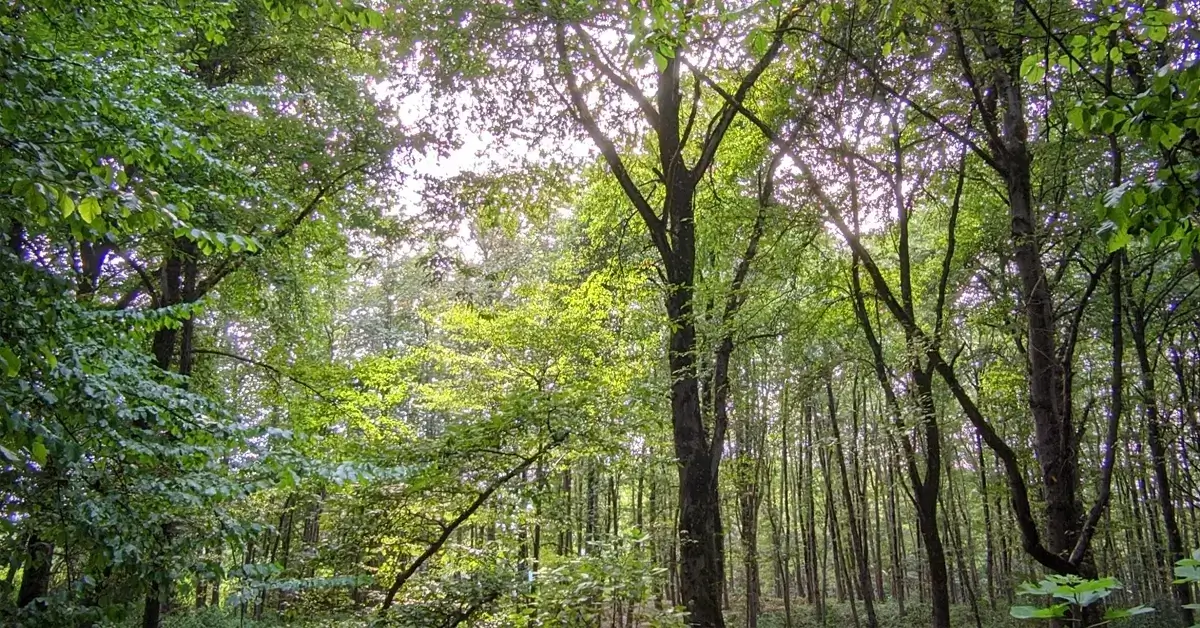 نورخورشید میان شاخهها در جنگل هلومسر