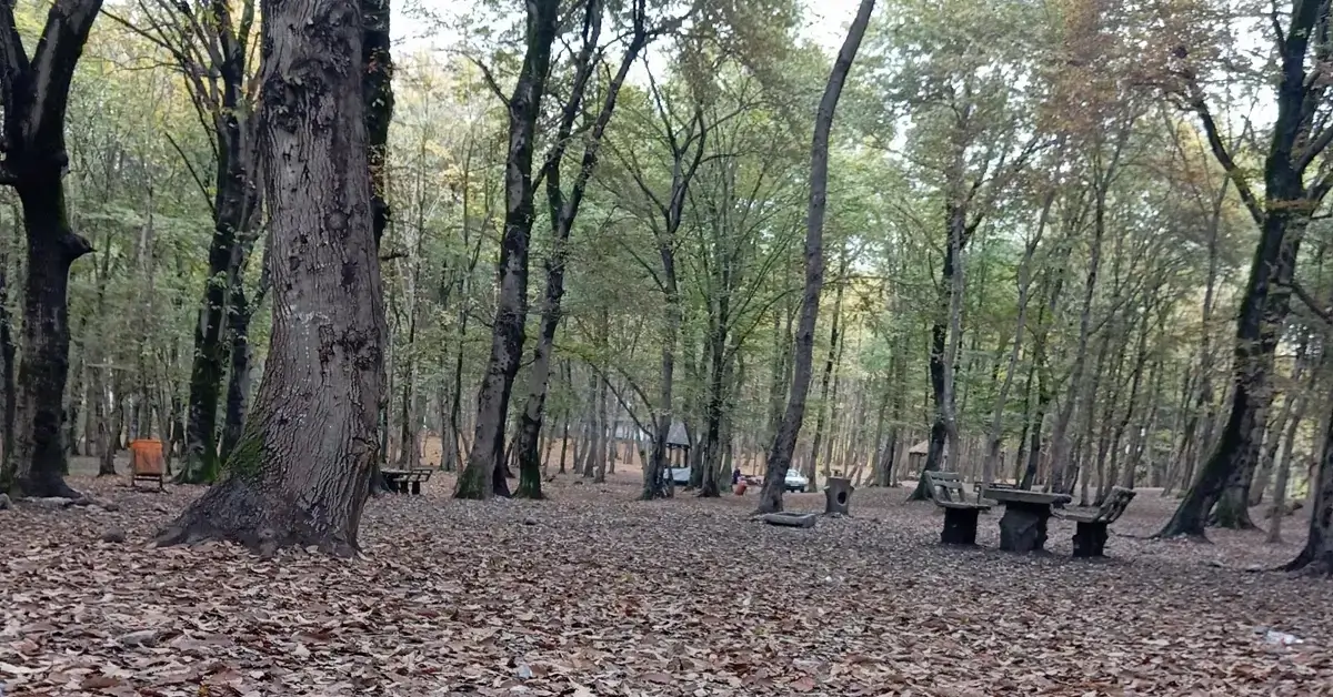 درختان بلند و فضای بکر جنگل هلومسر آمل