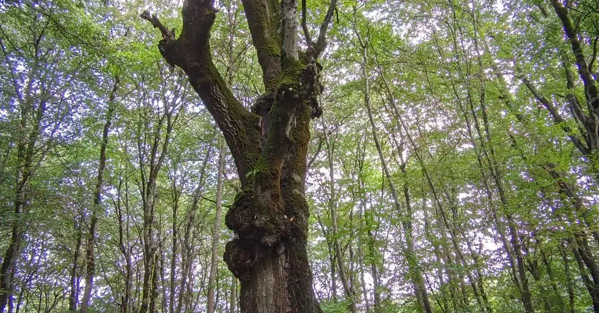 پارک جنگلی هلومسر