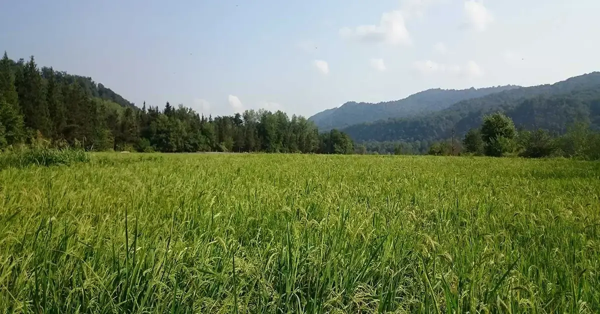 چشمانداز سبز پارک جنگلی هلومسر در فصل بهار