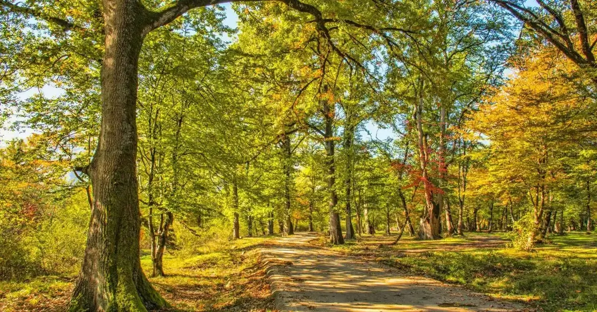 مسیر پارک جنگلی هلومسر با پوشش انبوه درختان مازندران