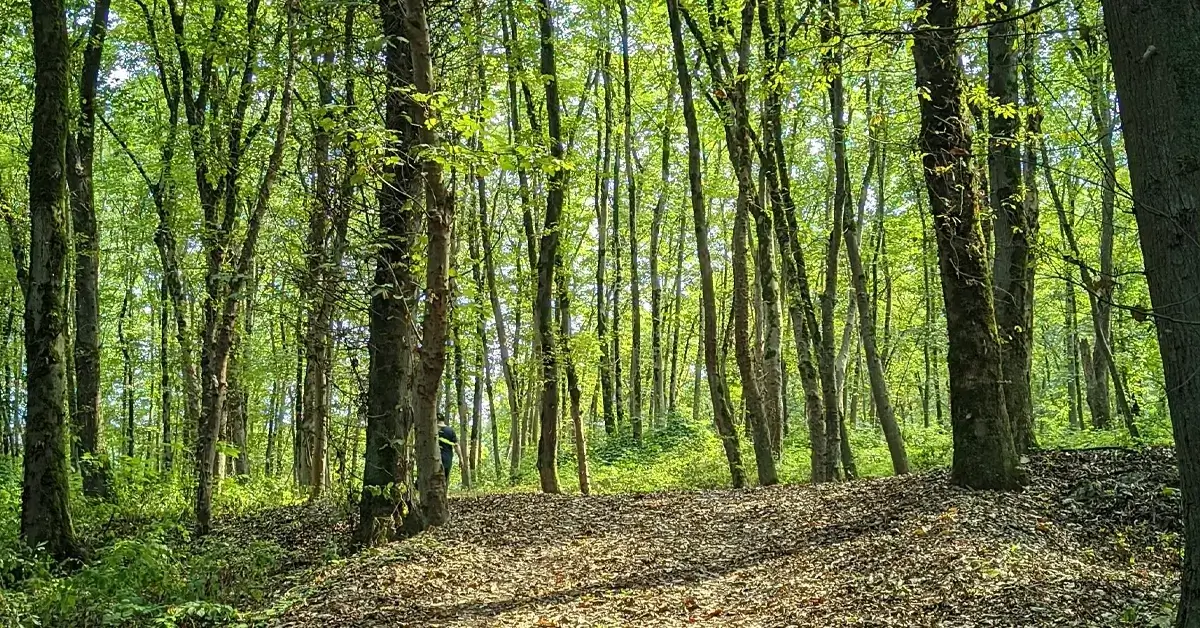 آرامش و سکوت طبیعت در جنگل هلومسر نور