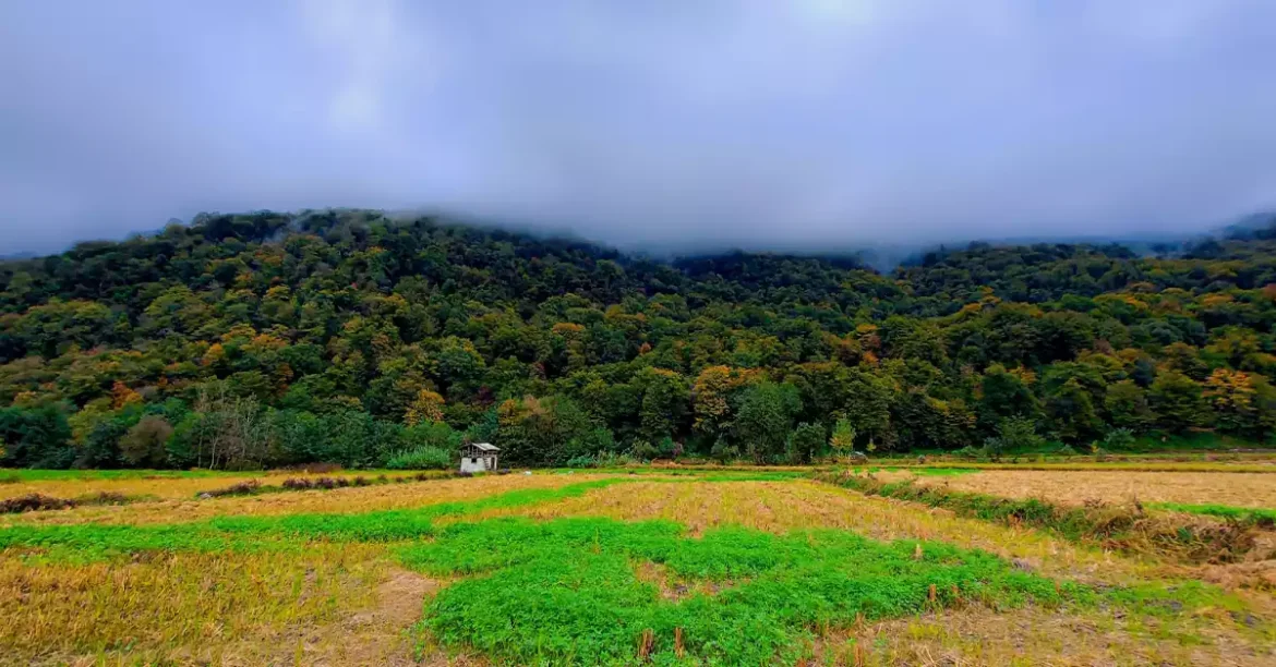 نمای مه‌آلود جنگل رزکه آمل با درختان انبوه و سرسبز