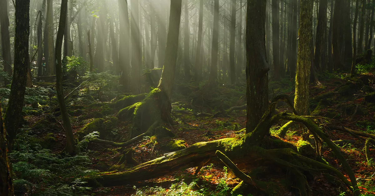 جنگل خودکشی، ژاپن
