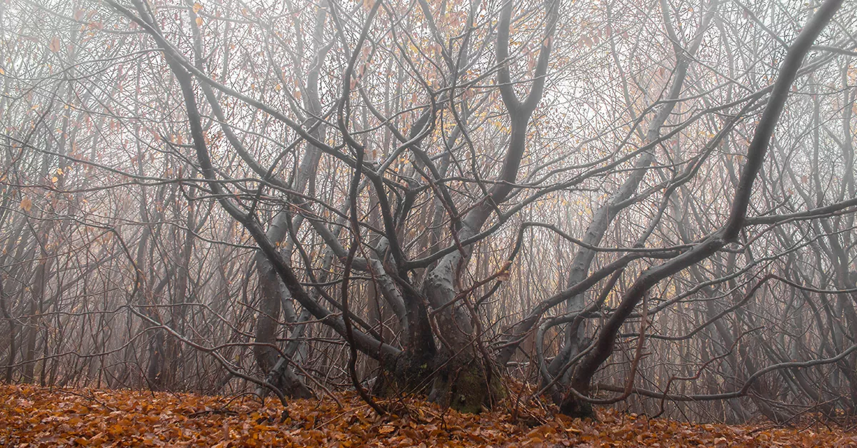 جنگل هویا باچیو در رومانی