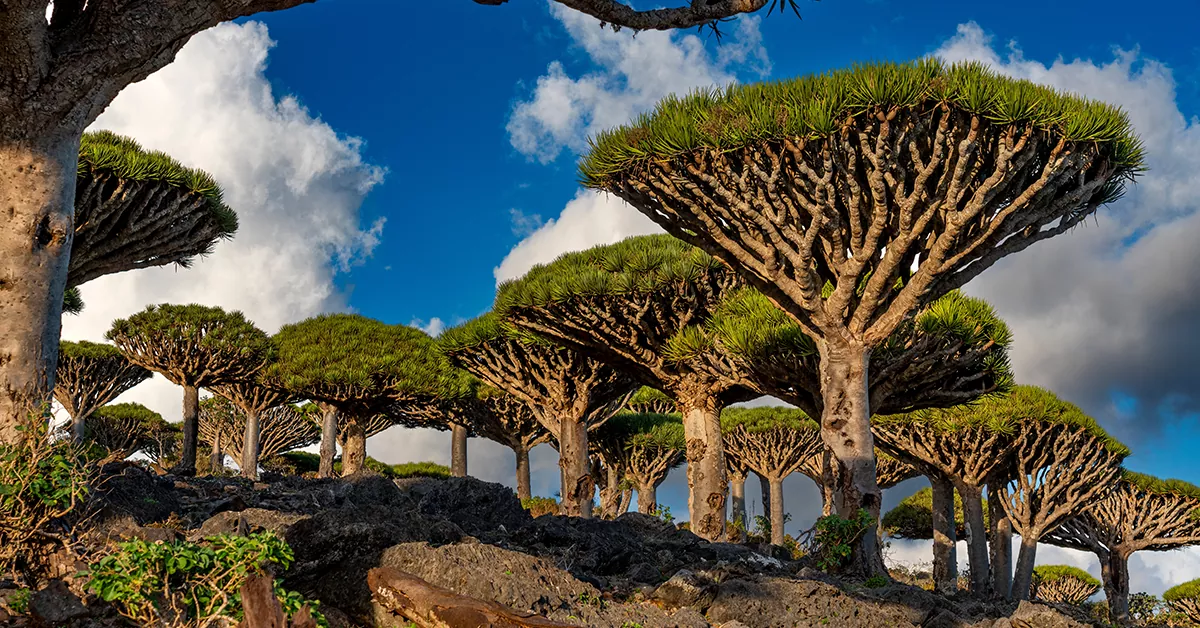 جزیره سوکوترا در یمن - عجیب ترین مکان های دنیا