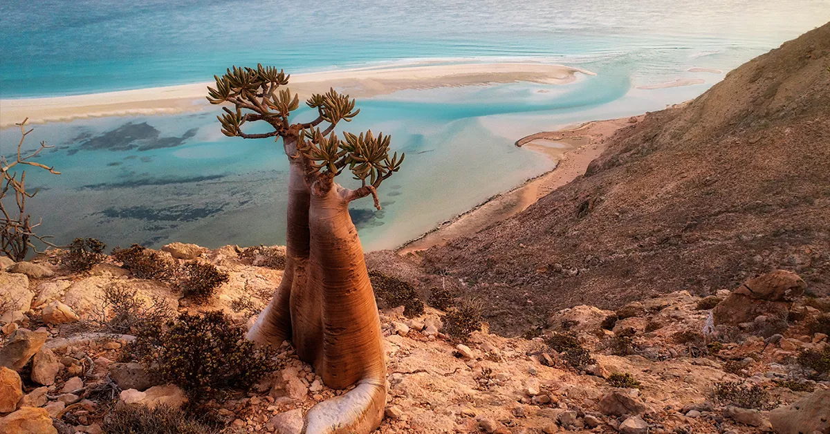 جزیره سقطرا (Socotra Island)