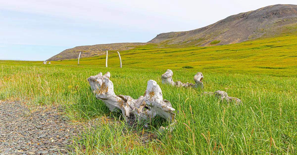 کوچه استخوان نهنگها (Whale Bone Alley)