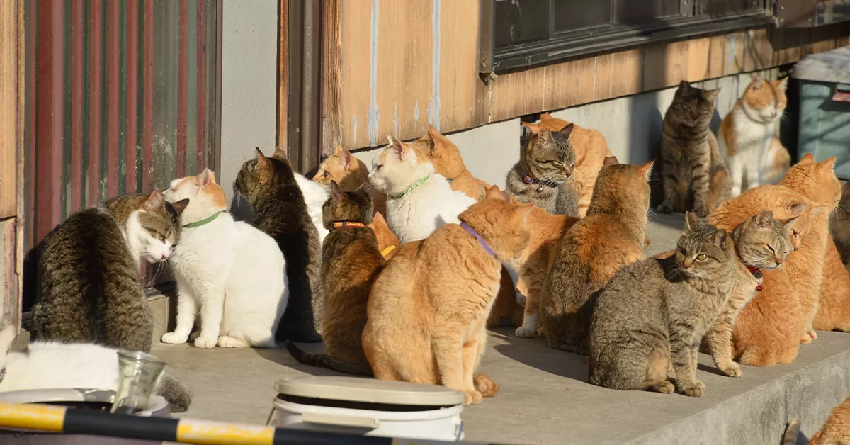 جزیره گربهها (Cat Island) - عجیب ترین مکان های دنیا